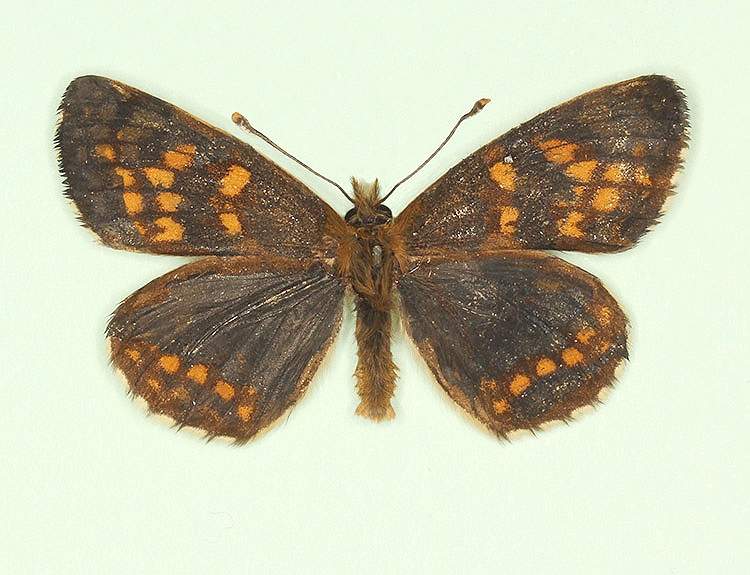 Melitaea athalia female (aberrant form physiodina) (Internet Image property of respective owner, non-commercial use only)
